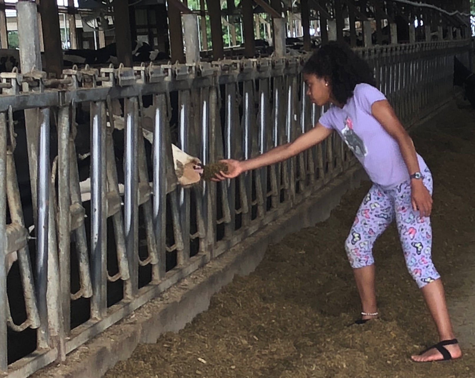 Feeding a cow